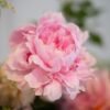 Petal Pop - Fresh Flowers - Image 3