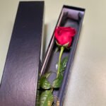 Romantic single red rose gift for Valentine’s Day Strathfield